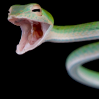 ฝันเห็นโดนงูกัด